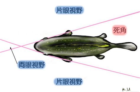 魚的視野|【水族知識：魚的視覺】